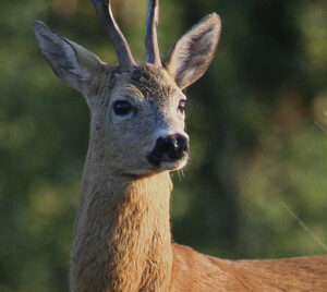 studio legale palisi padova fauna selvatica risarcimento